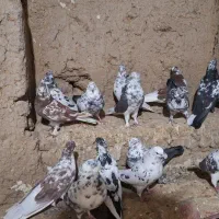 کبوتر تهرانی|پرنده|بهار, |دیوار