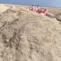 کاه گندم