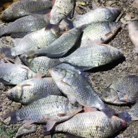 فروش ماهی سید روز