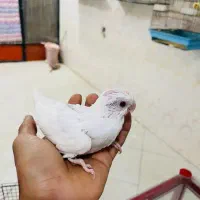 جوجه عروس هلندی|پرنده|میناب, |دیوار