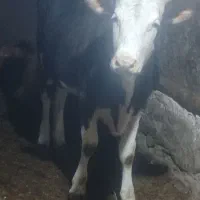 گوساله سیمینتال اصل جنس|حیوانات مزرعه|مهاجران, |دیوار