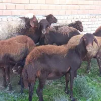 ۳تا بره مار ۳تا شیر کرده یک قوچ