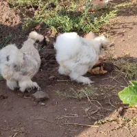 مرغ پنبه ای تخم گذار|حیوانات مزرعه|جلفا, |دیوار