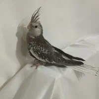 فروش عروس هلندی اهلی