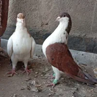 چند جفت جفتگاه ساده طوقی و کله سینه|پرنده|مشهد, هفت تیر (حافظ)|دیوار