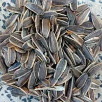 تخمە اجیلی|عمدهفروشی|مهاباد (آذربایجان غربی), |دیوار