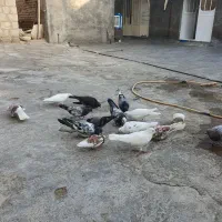 کفتر تهرانی
