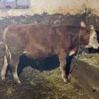 گوساله سیمینتال|حیوانات مزرعه|منجوان, |دیوار