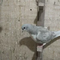 کفتر دم سفید جوجه|پرنده|نیشابور, باغرود|دیوار