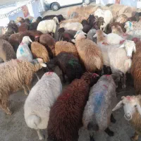 گوسفند زنده ی کوهستان (بلوار. باغستان)