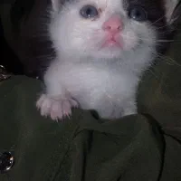 گربه اسکاتیش