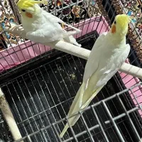 عروس هلندی ۴۵ روزه دون خور شده قابل معاوضه