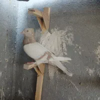 کبوتر سوسنی ماده بشرط