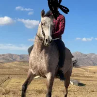 فروشی مادیان عرب کرد|اسب و تجهیزات اسبسواری|قدس, شهرقدس|دیوار