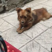 سگ اشپیتز گمشده،|سگ|کرمانشاه, |دیوار