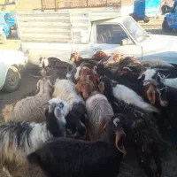 بز ماده ابستن|حیوانات مزرعه|خدا آفرین, |دیوار