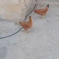 مرغ و طیور|حیوانات مزرعه|مسجد سلیمان, |دیوار