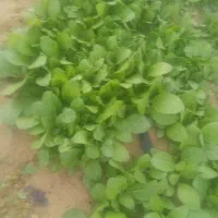 نشا برگ زرد|گل و گیاه طبیعی|کاکی, |دیوار