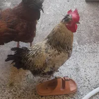 خروس و مرغ