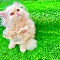 گربه|گربه|شیراز, شهرک گلدشت حافظ‎|دیوار