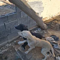 سگ نگهبان|سگ|میلاجرد, |دیوار