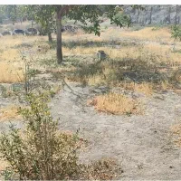 زمین باغ|فروش زمین و ملک کلنگی|اسکو, |دیوار