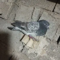 کبوتر کفتر فروشی