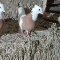 جفت طوقی زرد