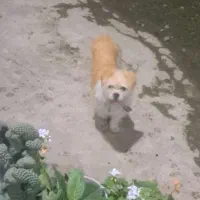 سگ شیتزو ماده|سگ|ماسال, |دیوار