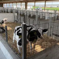 فروش گوساله شیری و قطع شیر درجه یک یک|حیوانات مزرعه|تهران, شهرآرا|دیوار