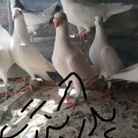 تیپ کبوتر نر هومر کاکل  سفید و سار همه از یک نسل