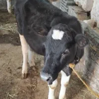 دوعددگوساله یکی هلشتاین یکی سمینتال|حیوانات مزرعه|مهربان, |دیوار