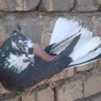 کفتر تیرماهی|پرنده|قم, باغ شازده|دیوار