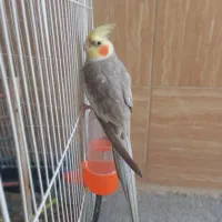 عروس هلندی نر