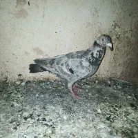 دوتا کفتر پرشی گرفتنی نر|پرنده|سبزوار, پیام|دیوار