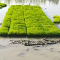توم هاشمی درجه یک