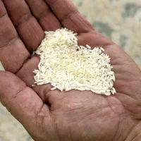 جشنواره فروش حراج برنج عنبر بو درجه یک خوش بو