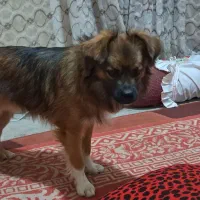 سگ پا کوتاه خیلی عالی بدون هیچ مشکلی شناسنامه دار