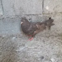 کبوتر