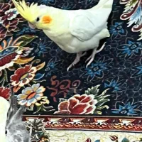 عروس هلندی معاوضعه با کفتر|پرنده|شیراز, کاراندیش|دیوار