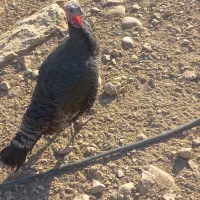 بوقلمون ماده