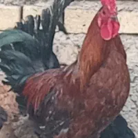 خروس|حیوانات مزرعه|جوادآباد, |دیوار