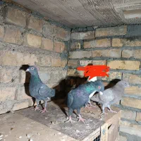 کبوتر چاشنی پلاکی