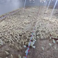 مرغداری-20000قطعه-ای