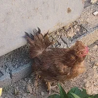 مرغ تخمگذار گلین فول