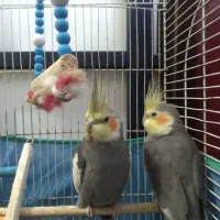 دو عدد عروس هلندی با قفس