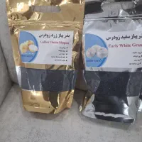 بذر پیاز|خدمات باغبانی و درختکاری|شیراز, پودنک|دیوار