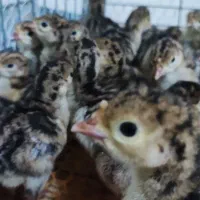 جوجه بوقلمون