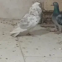 سرور نر مست