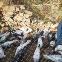 کبوترپرشی تهرانی یک جایی